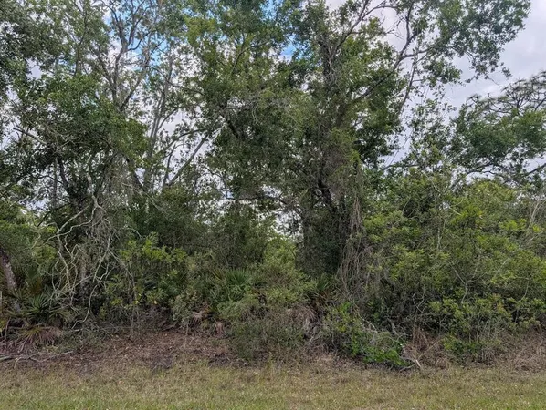 a view of a forest with a tree