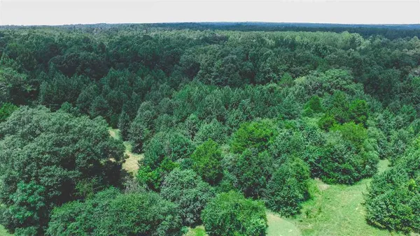 a view of a lush green forest with trees in the background