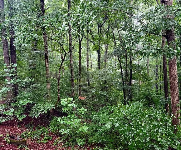 a view of a forest with lots of trees