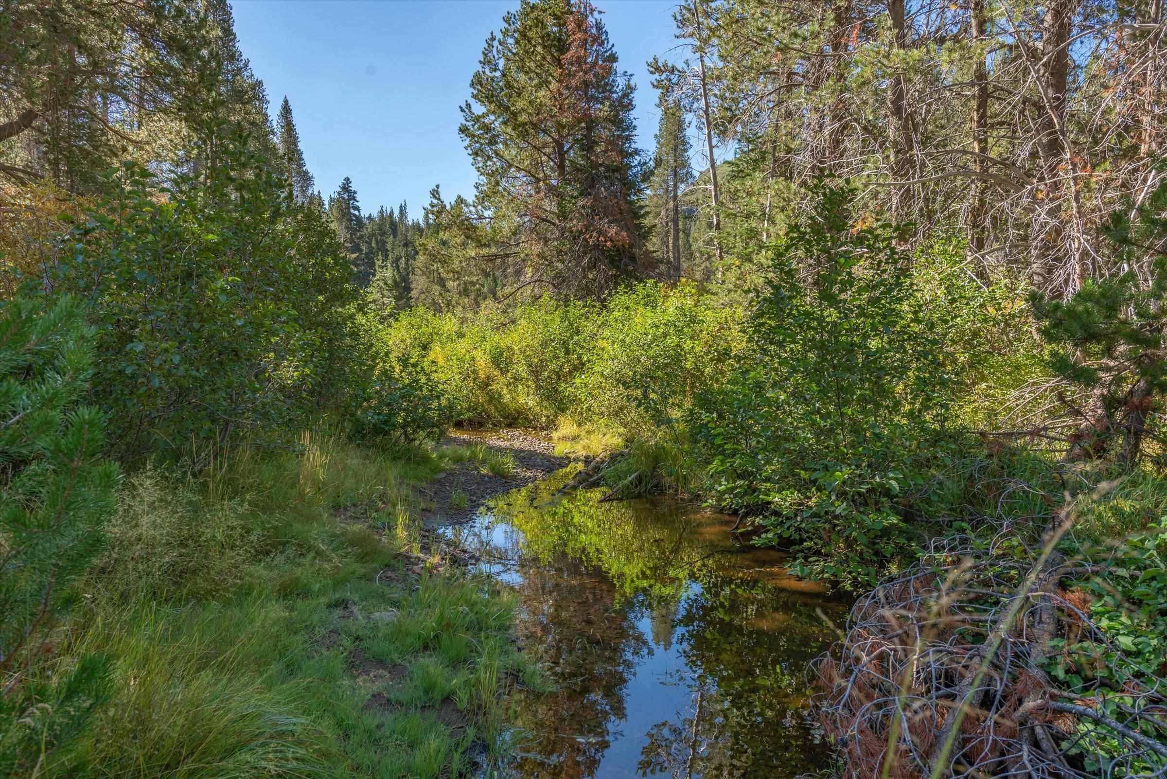 8600 Cold Stream Road Truckee, CA 96161 - Photo 26 of 28 a view of a forest with a tree