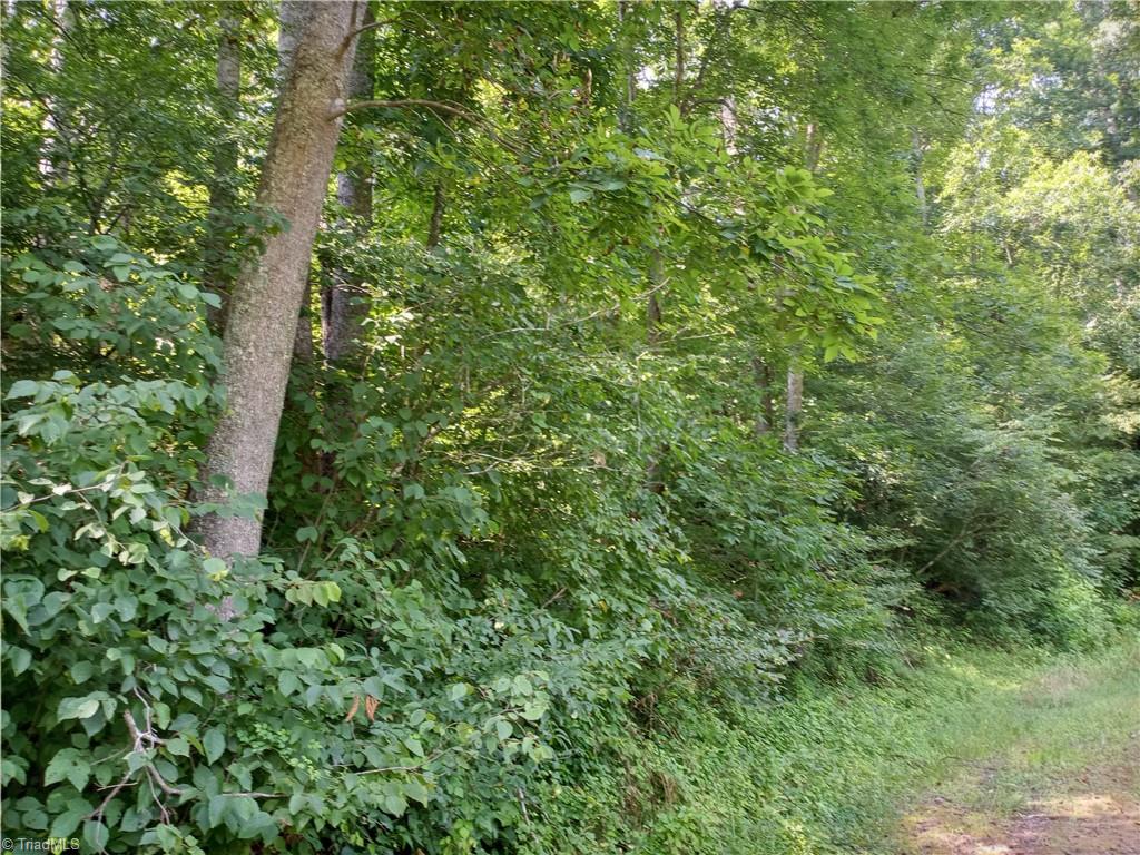 0 Mountain View Road Germanton, NC 27019 - Photo 7 of 10 Property includes approx.( seller says) $70K in forestry