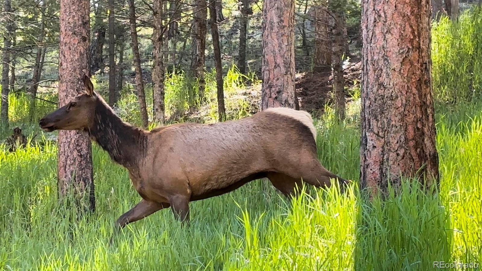 4805 Blue Spruce Road Evergreen, CO 80439 - Photo 40 of 43 a view of a backyard