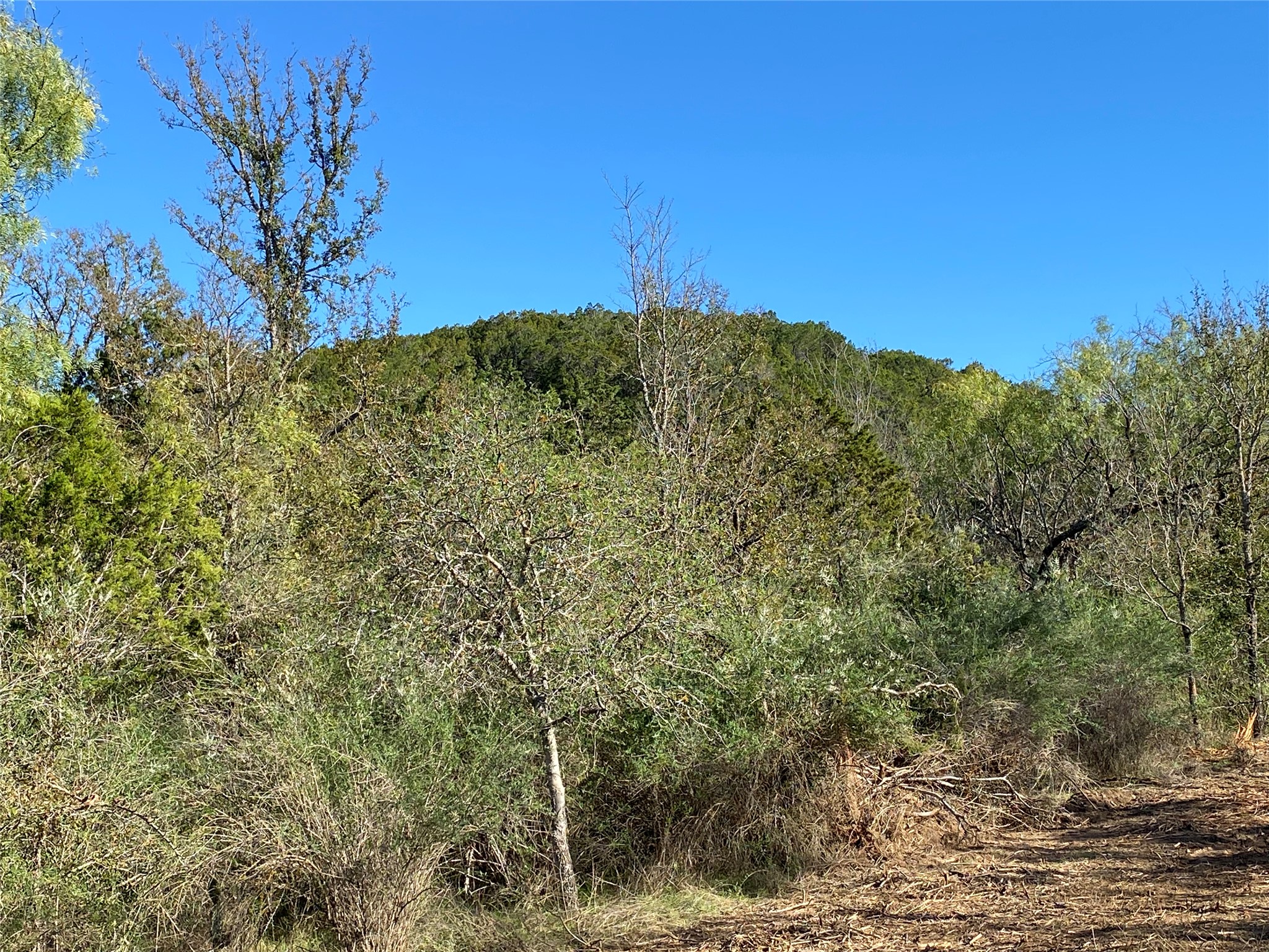 0 Ranch Road 2241 Tow, TX 78672 - Photo 29 of 33 Mature trees and underbrush cloak a gentle slope, offering a serene, natural setting.