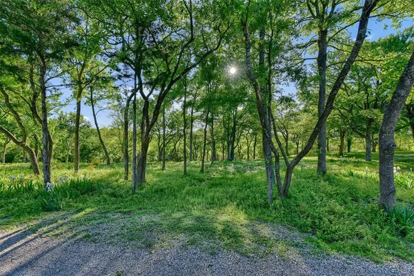 a view of lush green forest