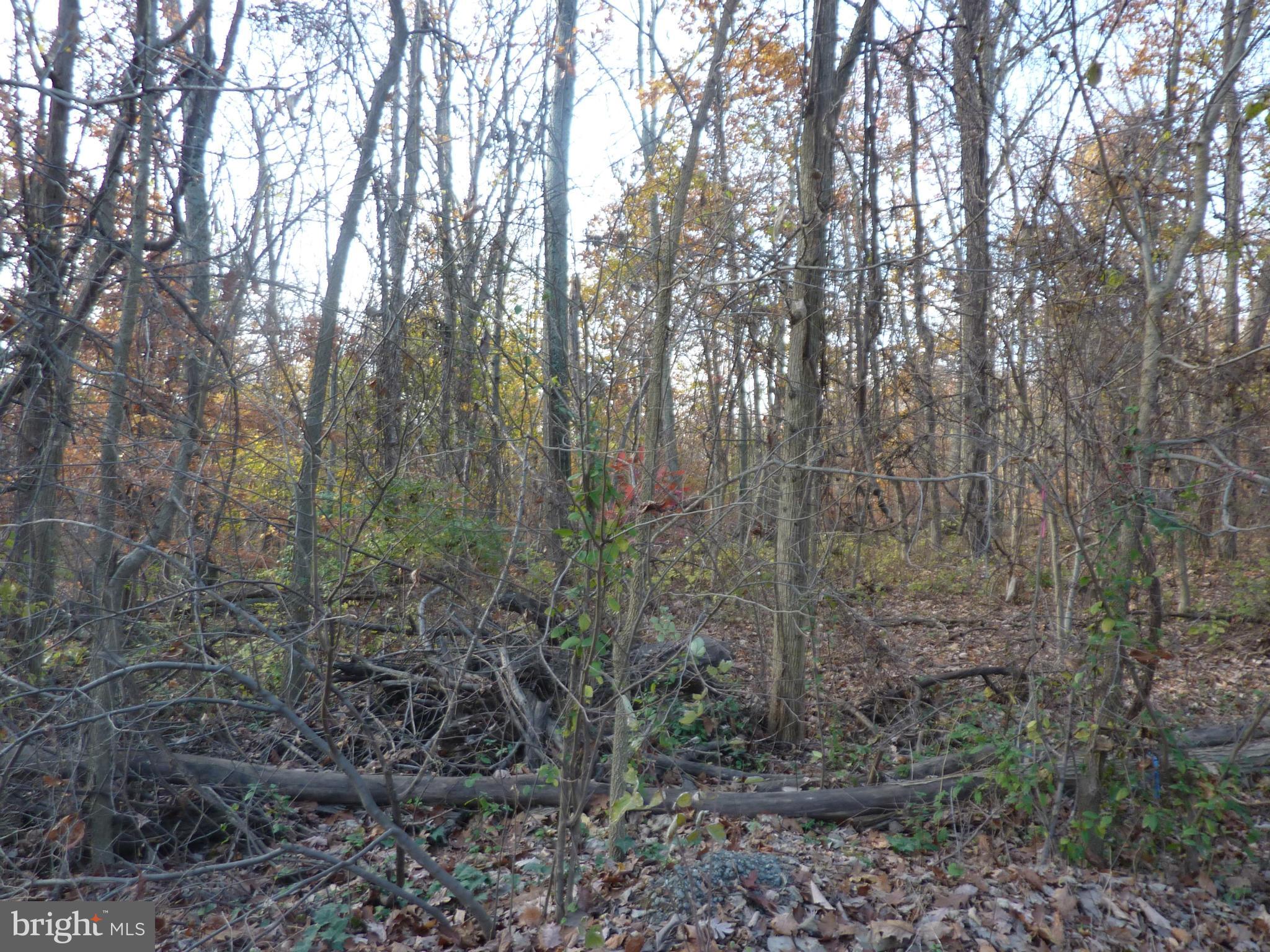0 Canby Road Leesburg, VA 20175 - Photo 2 of 3 Mature trees