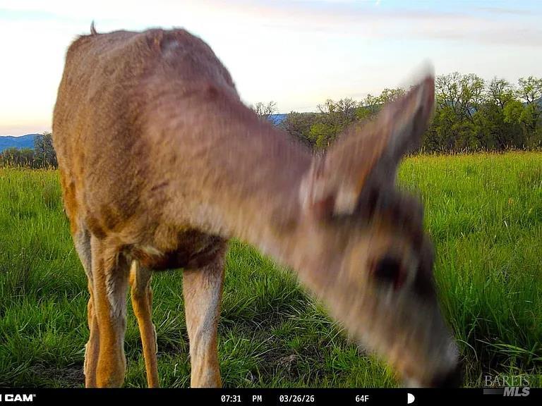73001 Covelo Road Covelo, CA 95428 - Photo 16 of 98
