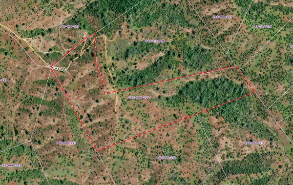 a view of a lush green forest with lots of trees