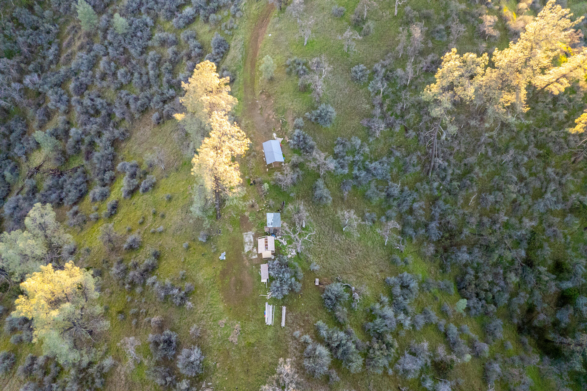 233 Tolowa Road Igo, CA 96047 - Photo 11 of 16 a close up of a tree