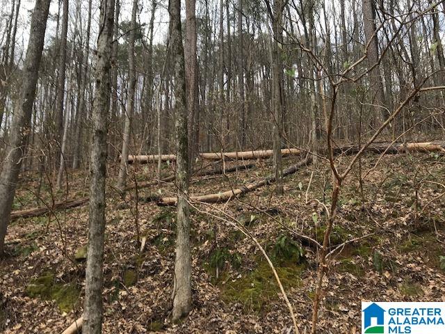 8607 Zuber Road, Unit 22 65 ACRES Springville, AL 35146 - Photo 4 of 9