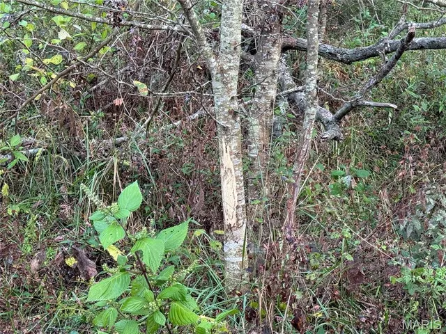 $616,000 | 0 Creek Road, Dixon, MO 65459