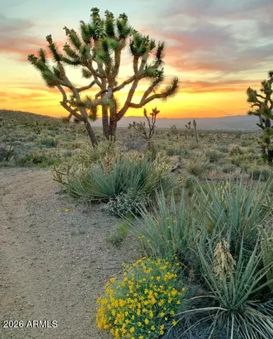 a view of a forest with a tree