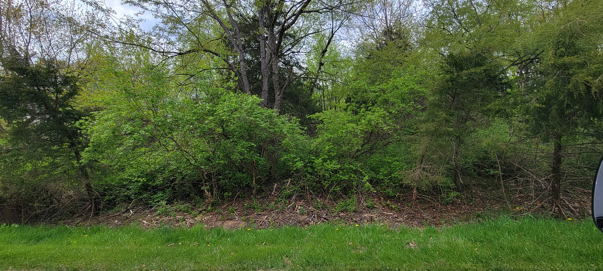 a view of a yard with a trees