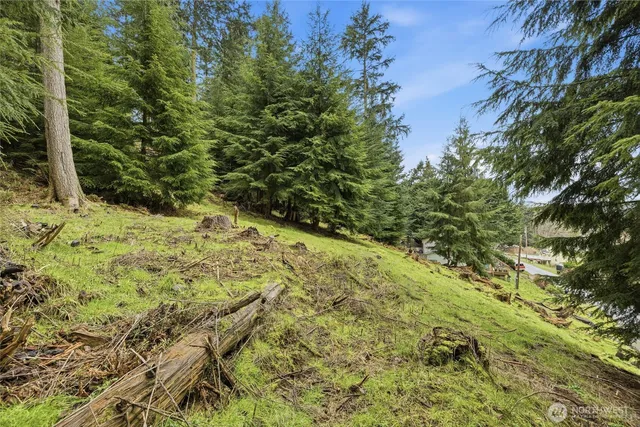 a view of a yard covered with trees