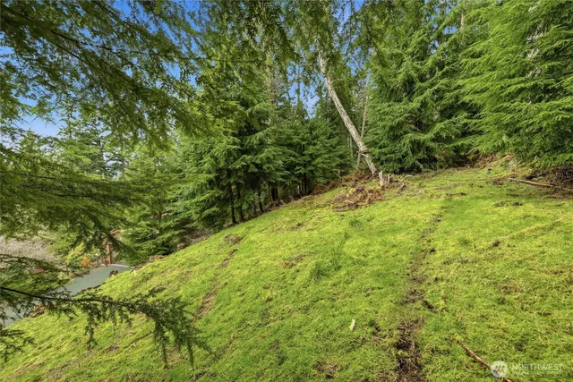a view of a yard with a tree