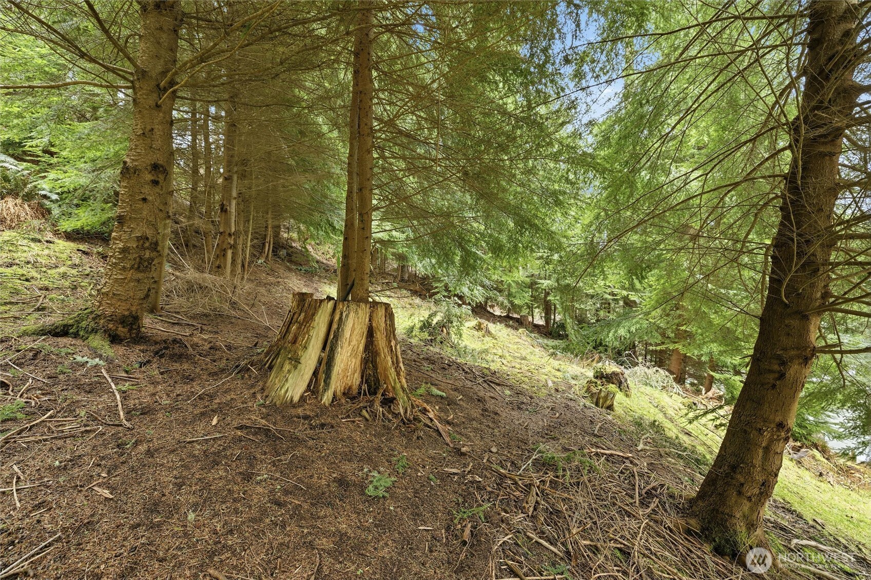 5184 Ridgeline Place Oak Harbor, WA 98277 - Photo 15 of 20 a large tree in the middle of a forest