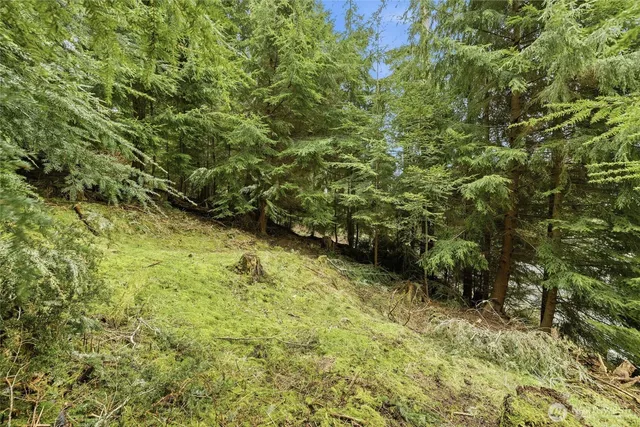 a view of outdoor space and a forest