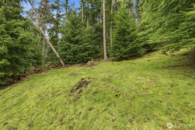 a view of a yard with a tree