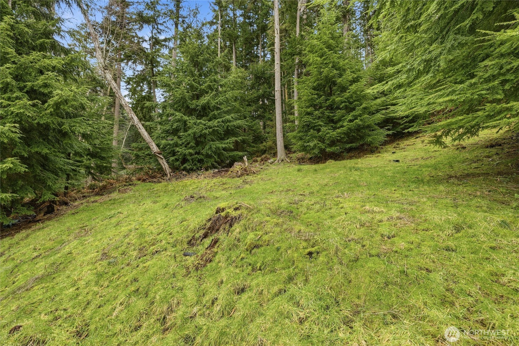 5184 Ridgeline Place Oak Harbor, WA 98277 - Photo 19 of 20 a view of a yard with a tree