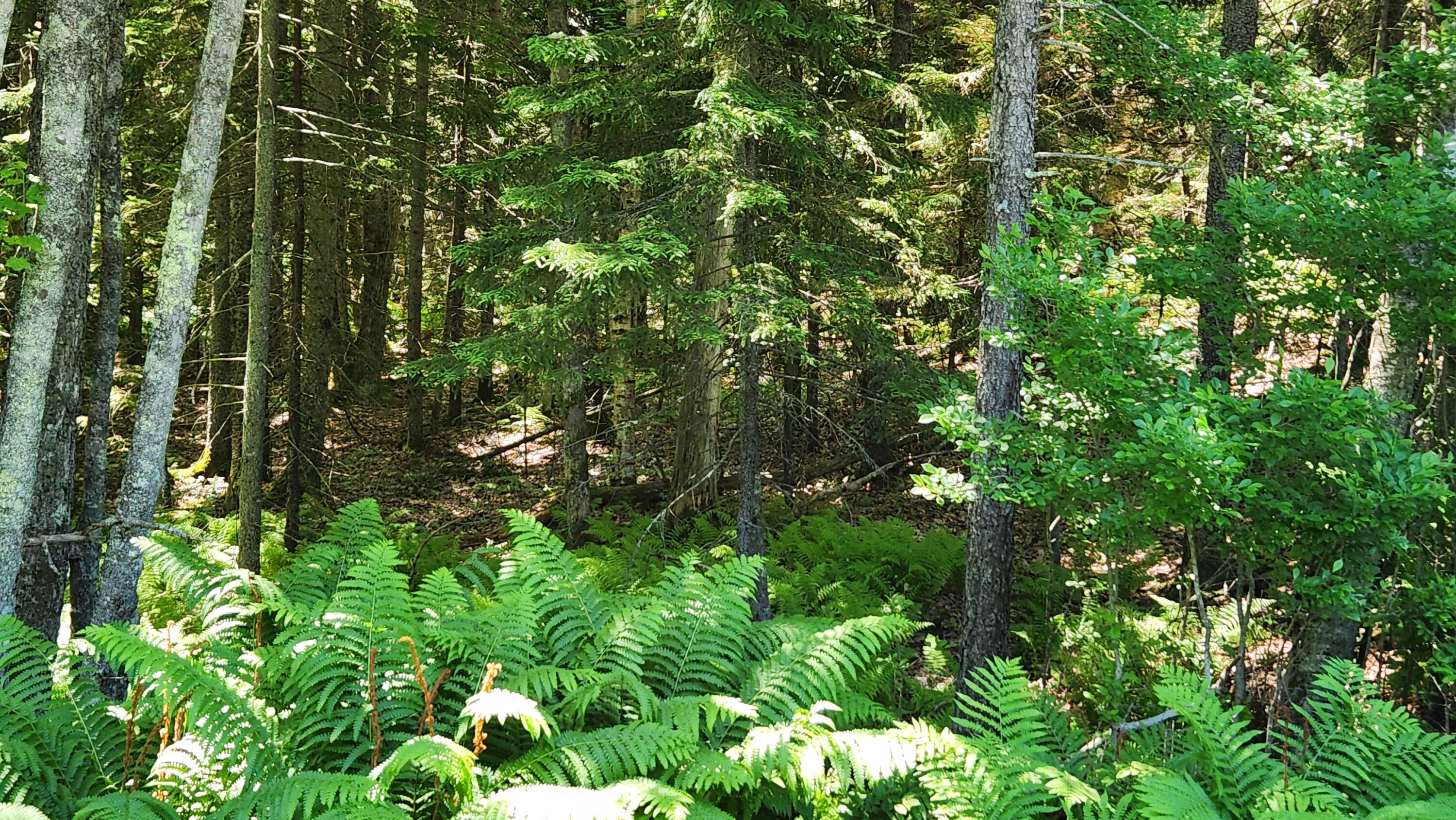 0 Sebasco Road Phippsburg, ME 04562 - Photo 12 of 19