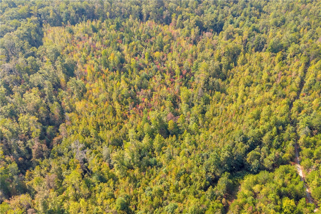 0 Walking Tall Ridge Tamassee, SC 29686 - Photo 48 of 50