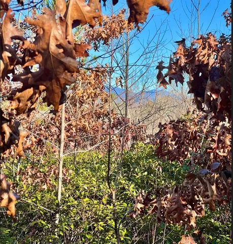 $263,000 | 0 Walking Tall Ridge, Tamassee, SC 29686