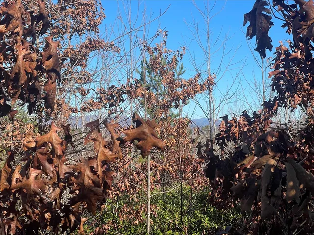 $263,000 | 0 Walking Tall Ridge, Tamassee, SC 29686