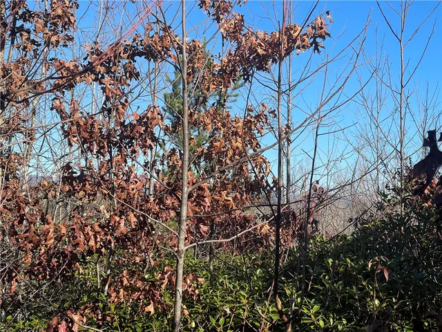 $263,000 | 0 Walking Tall Ridge, Tamassee, SC 29686