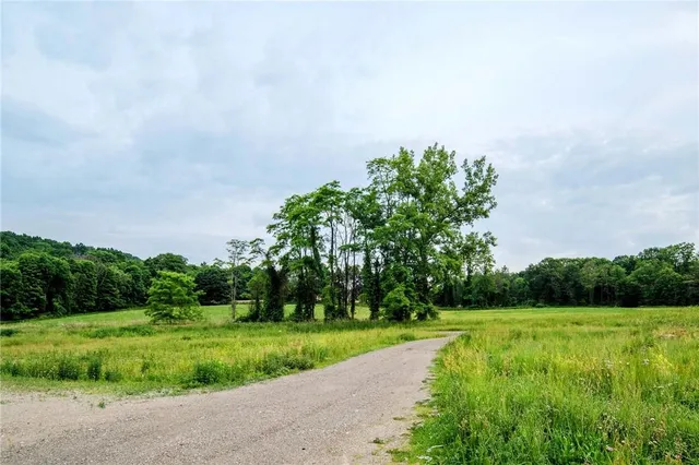 a view of a garden with plants and large trees