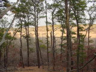 Undisclosed Address Wellfleet, MA 02667 - Photo 1 of 1 a view of forest
