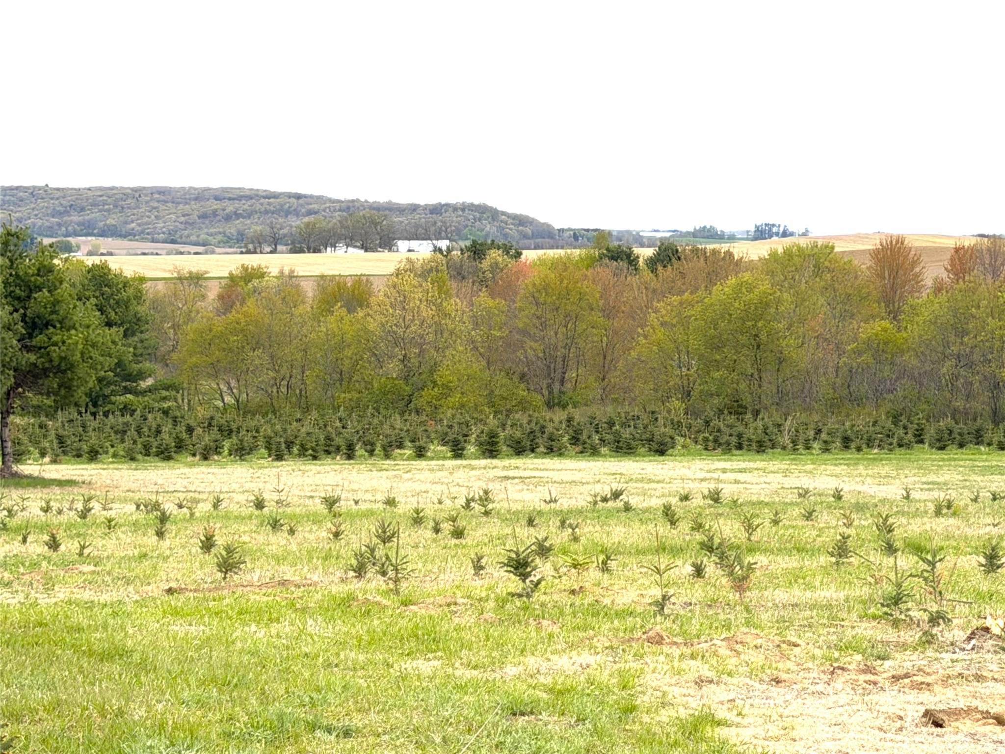 60-acres South Pole Grove Road Alma Center, WI 54611 - Photo 7 of 13