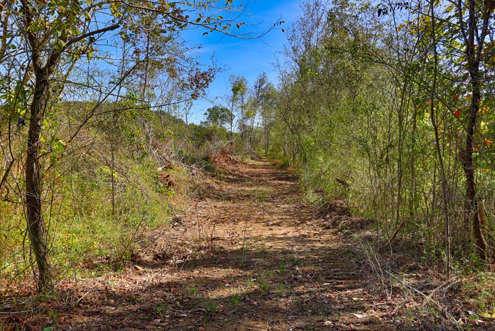 28861 Veto Road Elkmont, AL 35620 - Photo 11 of 29 a view of a yard with trees