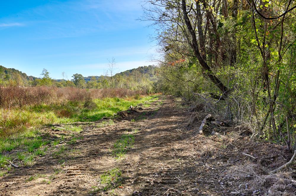 28861 Veto Road Elkmont, AL 35620 - Photo 10 of 29 a view of a yard with a tree