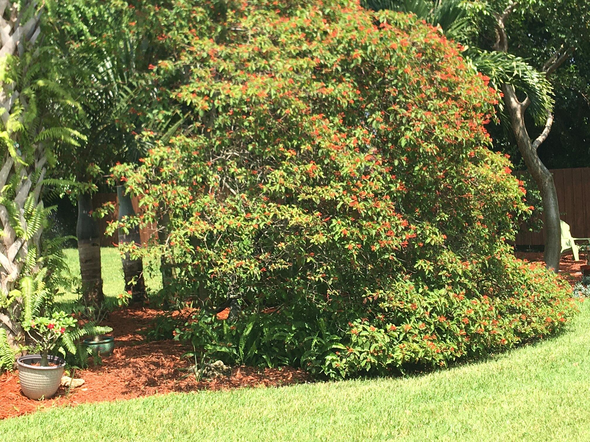 5597 Southeast Major Way Stuart, FL 34997 - Photo 47 of 53 Fire Bush