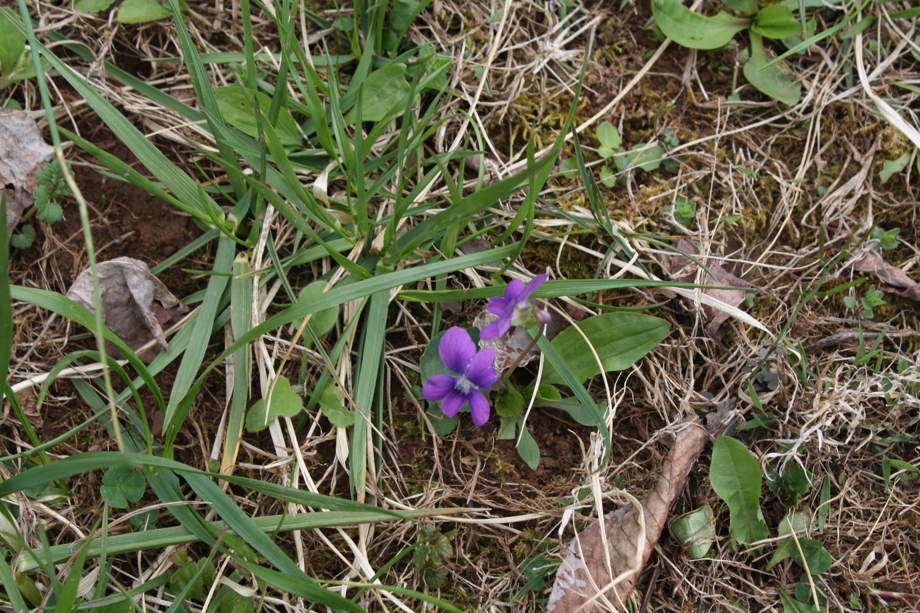2355 Nickells Mill Road Ronceverte, WV 24970 - Photo 86 of 91 Gallery Image 86