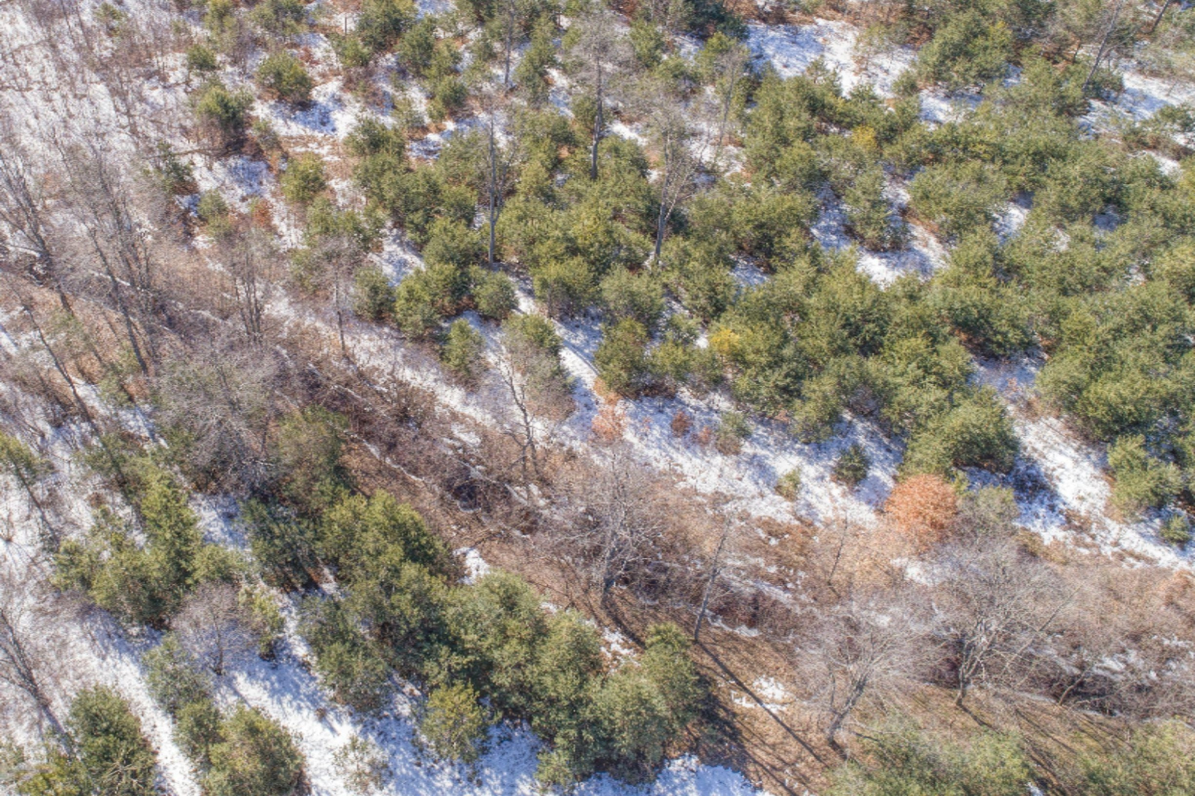 1136 7 Mile Road Sears, MI 49679 - Photo 6 of 9 DJI_0916
