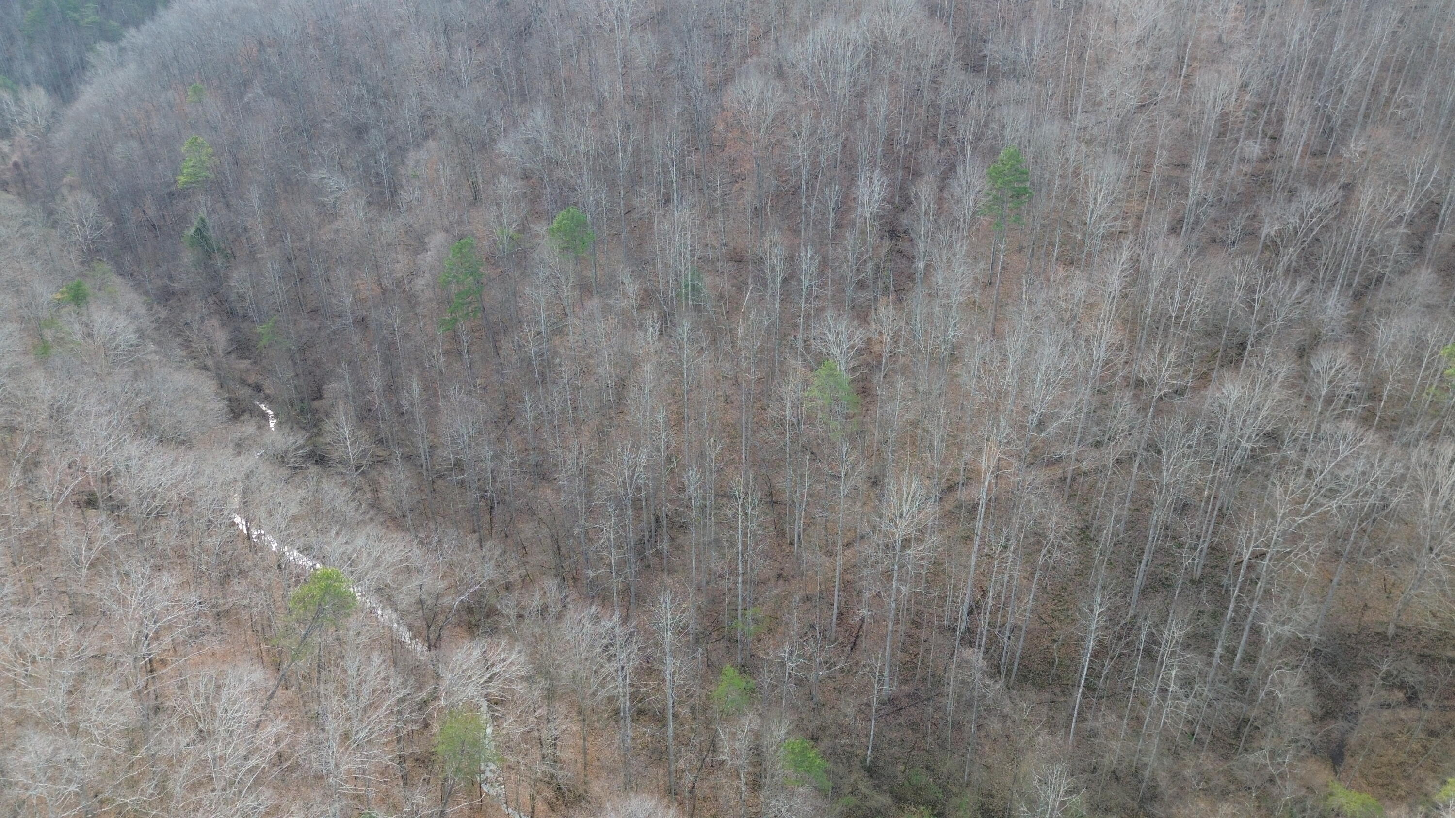 237 A Meat Scaffold Road Jackson, KY 41339 - Photo 28 of 44 Trees