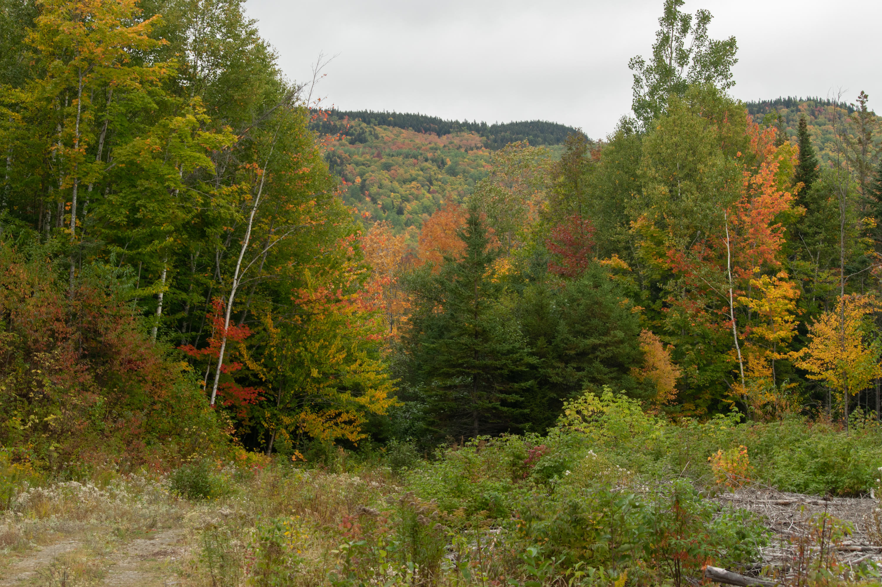 Lot 69 Cyr Rd Mount Mount Chase, ME 04765 - Photo 13 of 14 DSC_1487