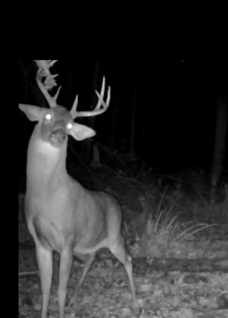 1440 Dimmers Road Reading, MI 49274 - Photo 49 of 61 att.pAJUby6Vl-eFFZyrR5zGTBXmiytwdx5MlAnN