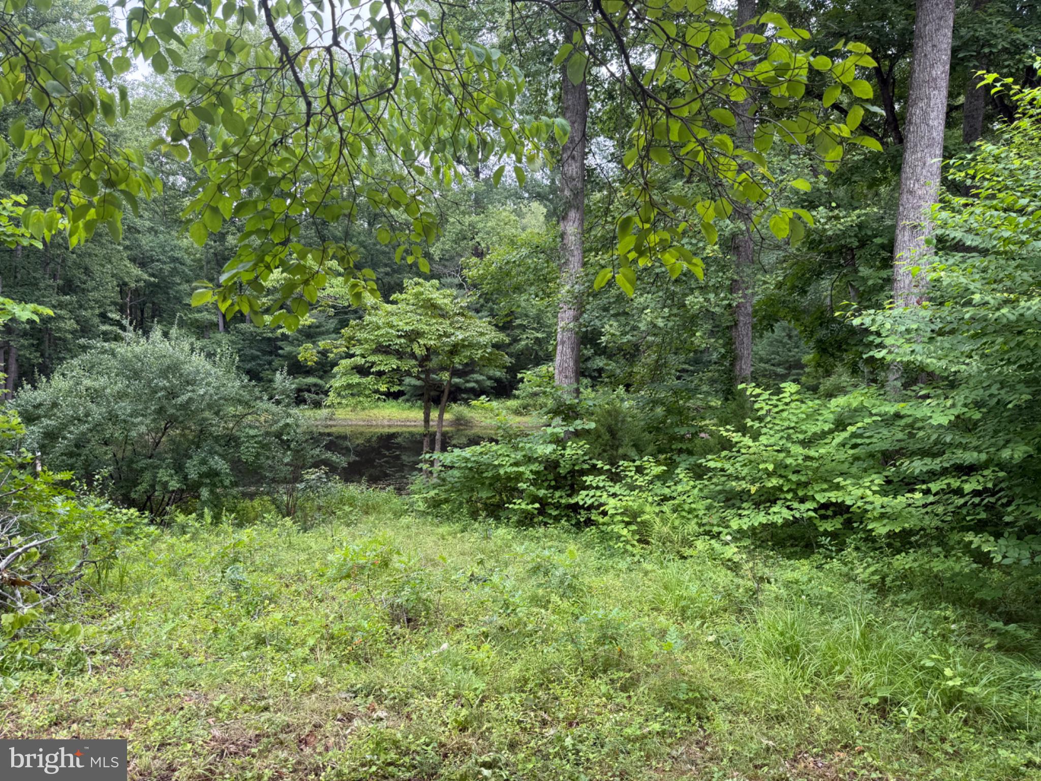 West Hoover Road Reva, VA 22735 - Photo 3 of 6 Serene woodland retreat by the water.