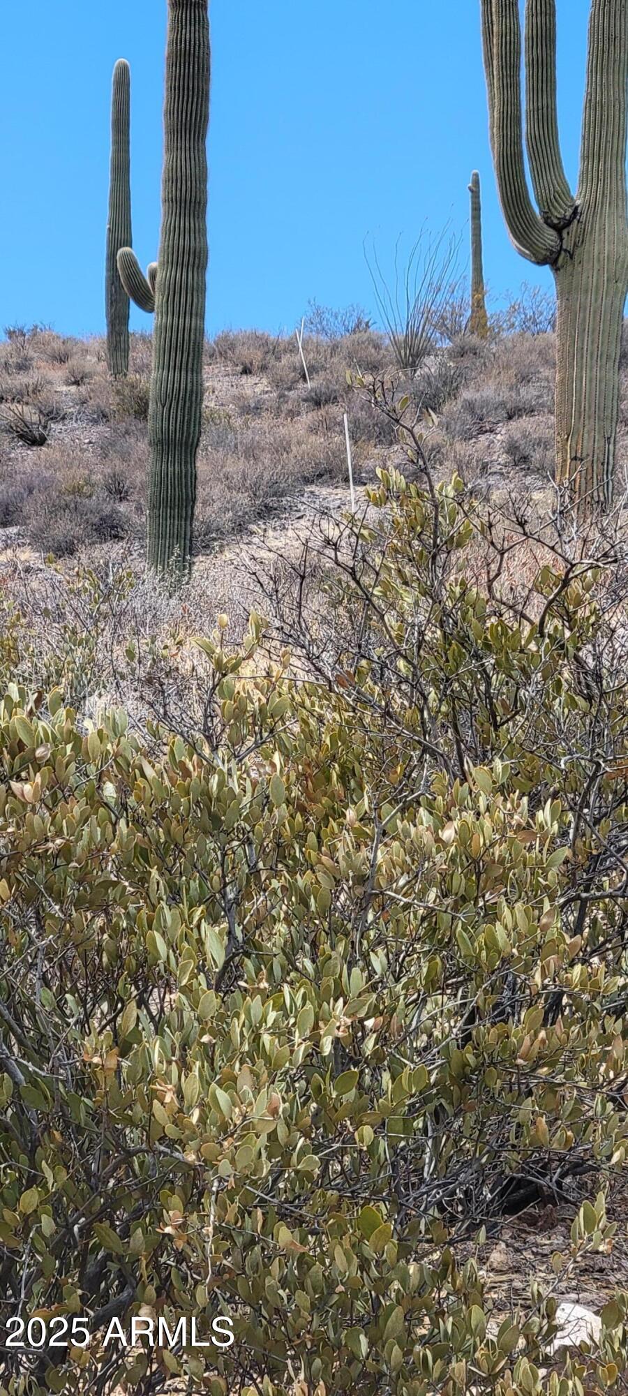 4790 North El Adobe Ranch Road Tucson, AZ 85745 - Photo 25 of 26 a view of a backyard of the house