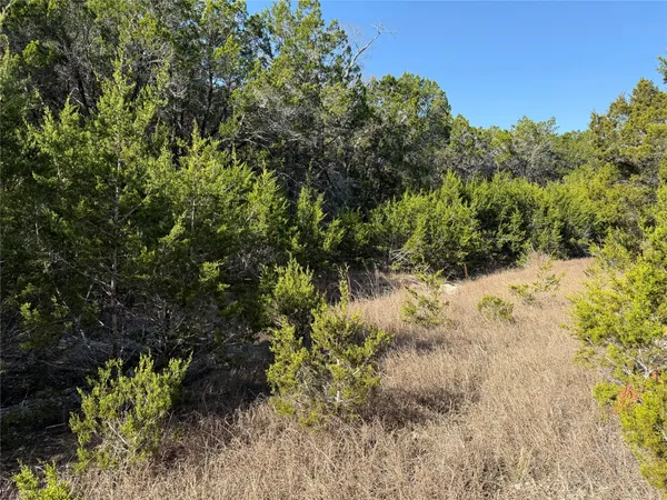 a view of a garden with a tree