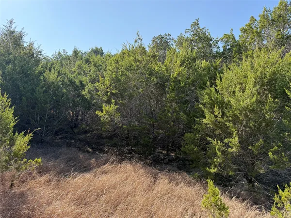 a view of a yard with a tree