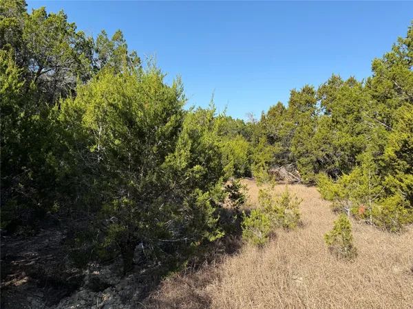 a view of a forest with trees in the background