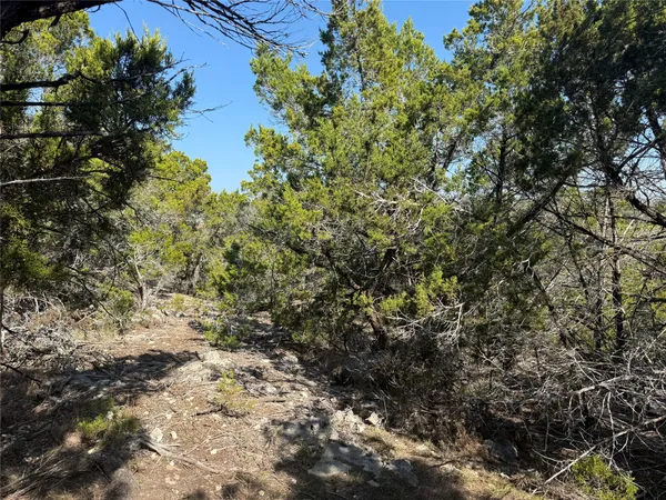 a view of a forest with trees in the background