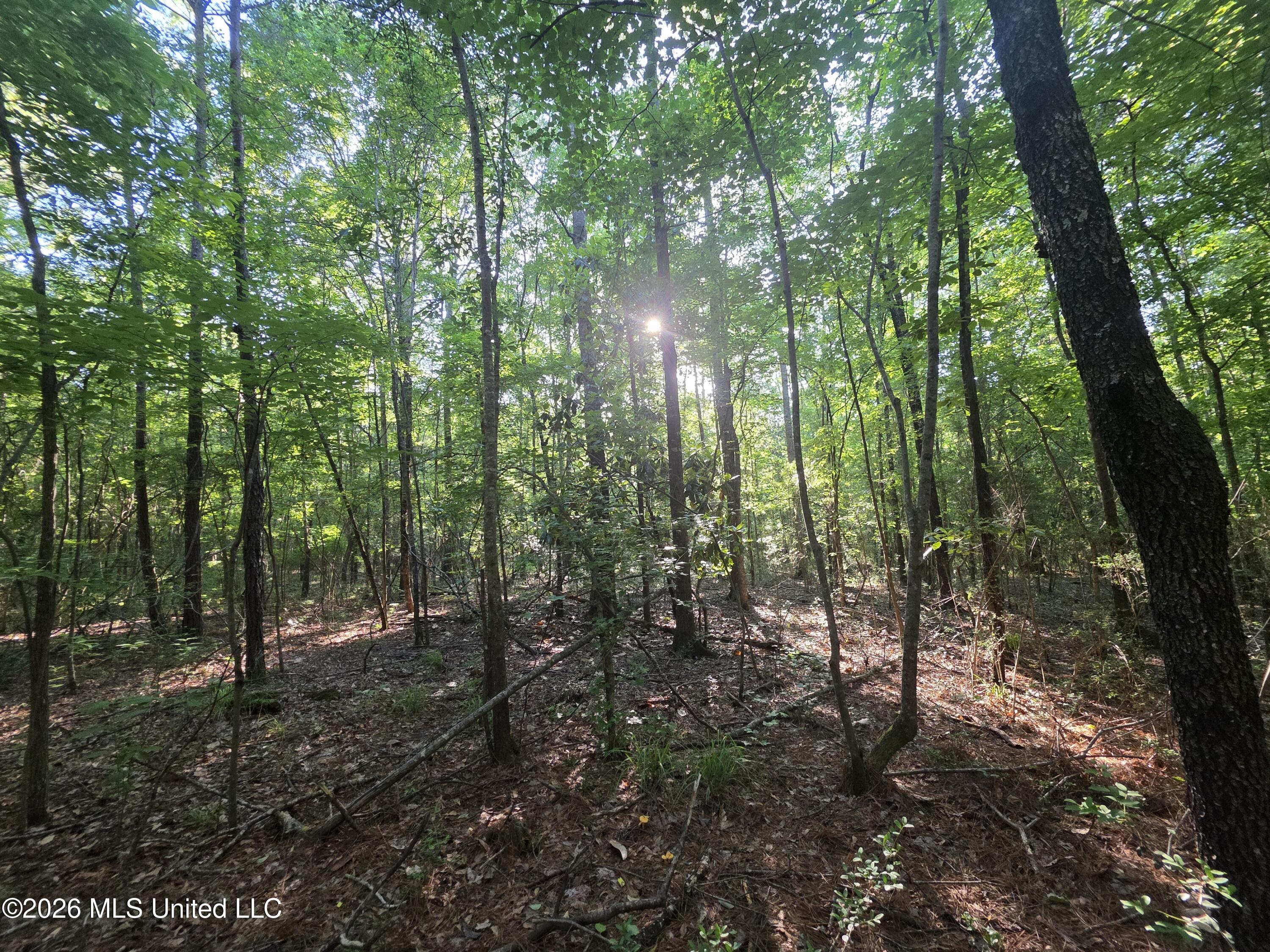 Hamilton Road Prentiss, MS 39474 - Photo 23 of 32 33058
