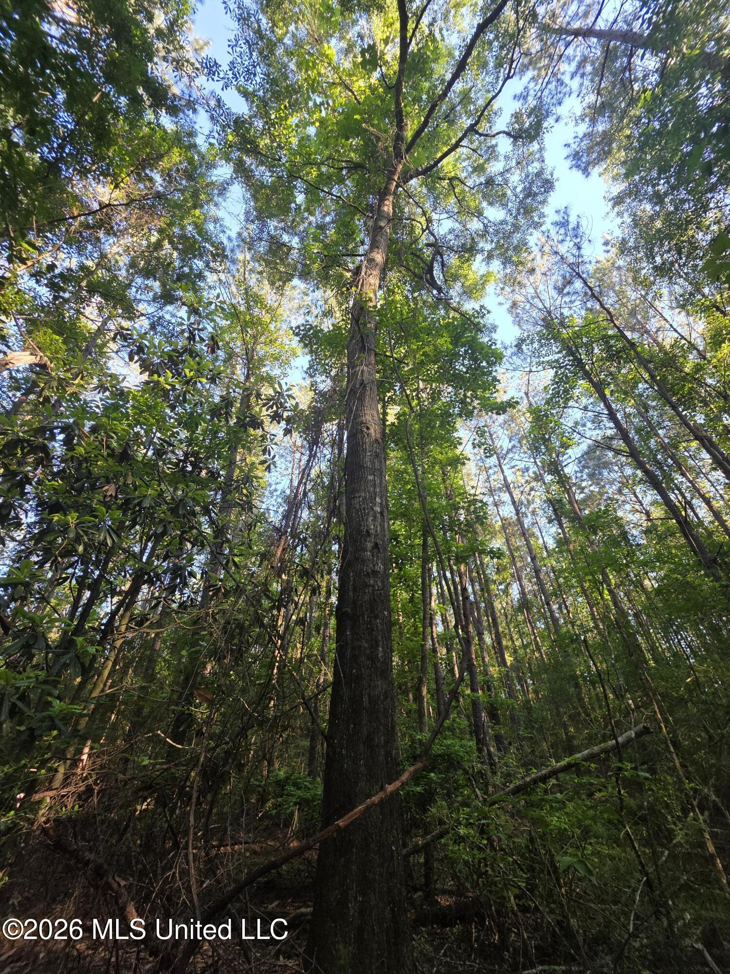 Hamilton Road Prentiss, MS 39474 - Photo 28 of 32 33083