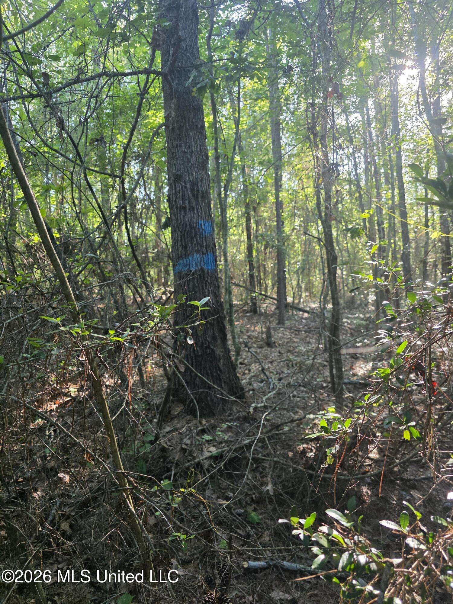 Hamilton Road Prentiss, MS 39474 - Photo 7 of 32 32998