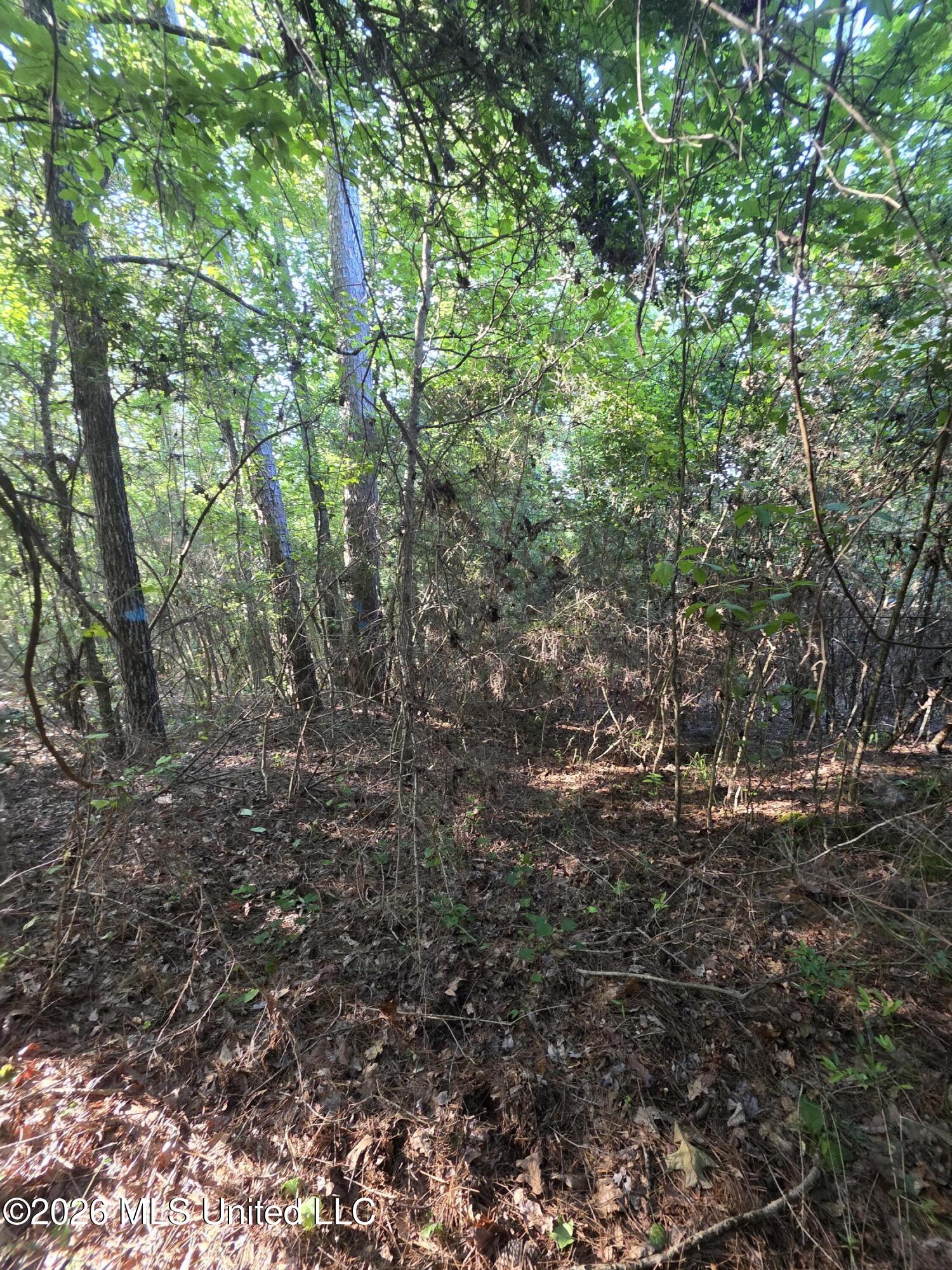 Hamilton Road Prentiss, MS 39474 - Photo 8 of 32 32999