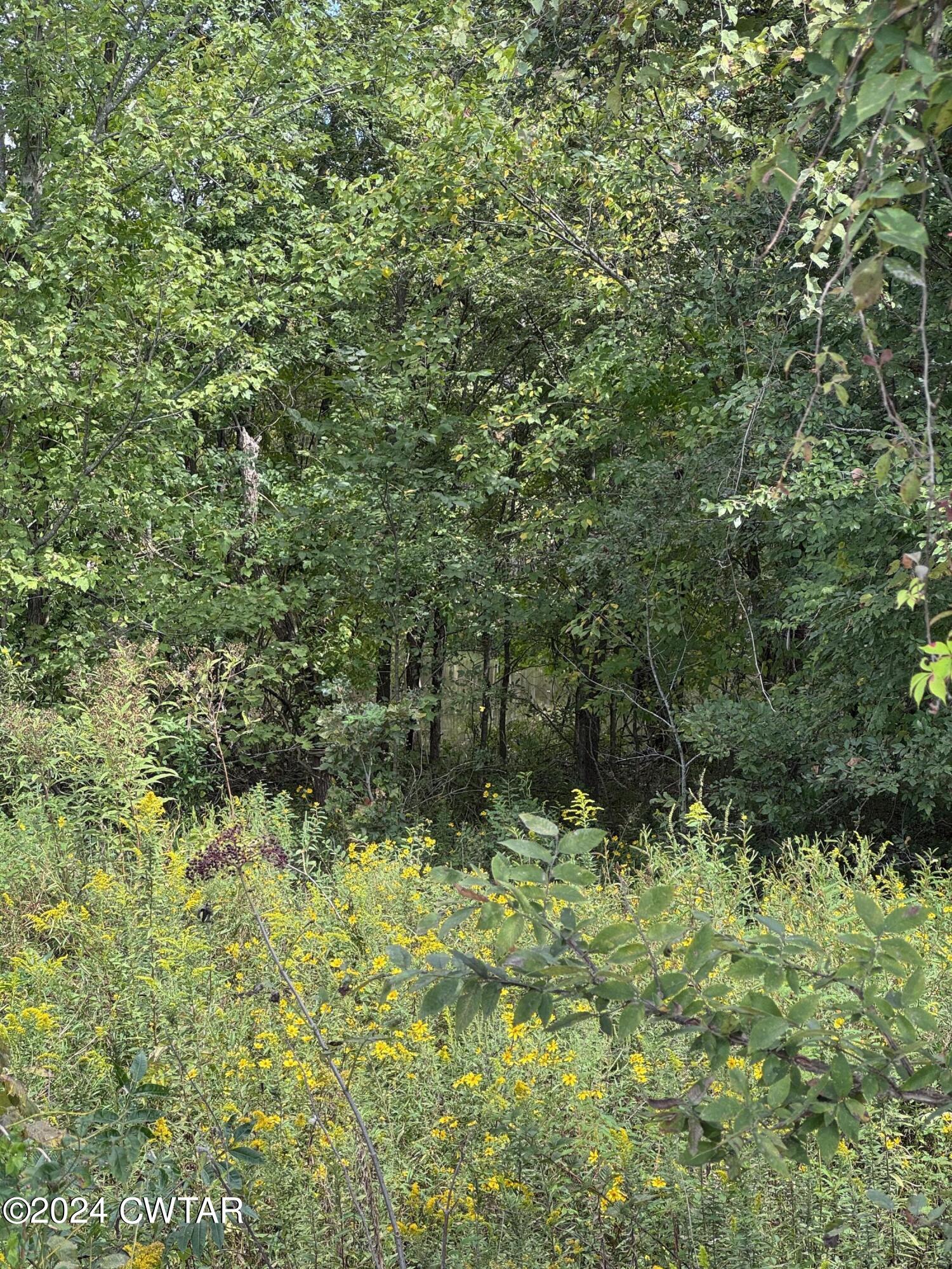 555 Charlie Lewis Road Trenton, TN 38382 - Photo 4 of 11 a view of outdoor space and a yard