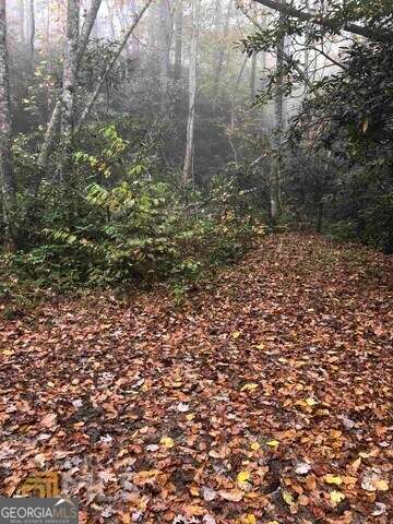 0 Allen Cove Road Rabun Gap, GA 30568 - Photo 4 of 10 a view of a forest that has a tree